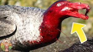 Mais ce qui'l y a de plus redoutable chez cet oiseau, ce sont ses griffes. Les Oiseaux Les Plus Dangereux Du Monde Youtube