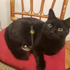 And nicotine should be of concern because, for. I Saw Someone Do A Cat Check Here My Cat Check Lol Vaping