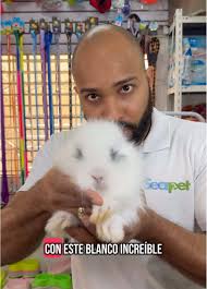 Conejito enano: el compañero perfecto en miniatura