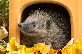 Machen alle bilche (also siebenschläfer, gartenschläfer und haselmäuse). Igel Uberwintern Im Garten So Machen Sie Richtig Platz Fur Igel Im Winter