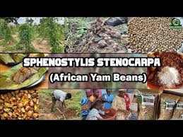 Image result for Sphenostylis