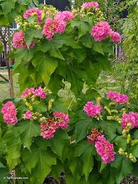 Image result for Dombeya kirkii