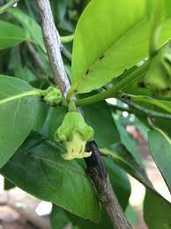 Image result for Diospyros
