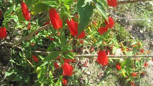 This red plant variety thrives well in acidic soil under partial shade. Attracting Butterflies To Your Miami Garden The 16 Best Butterfly Attracting Plants For South Florida