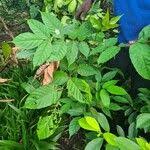 Image result for Lannea welwitschii