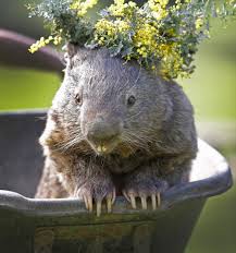 World S Oldest Wombat In Captivity Joins Tinder To Find Soulmate Before 30th Birthday Cute Australian Animals Cute Wombat Cute Animals