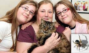False widow spiders are actually not as dangerous as people say they are. Family Cat Left Fighting For Its Life After False Widow Spider Bite Experts Warn Pet Owners To Be Vigilant Daily Mail Online