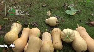 Pada kesempatan ini saya melakukan pemupukan tanaman labu, untuk merangsang pembuahan, agar buahnya menjadi lebat dan jumbo. Teknik Pemangkasan Labu Madu Agar Berbuah Lebat Youtube