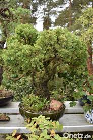 盆栽) ist die japanische variante einer alten fernöstlichen art der gartenkunst, bei der sträucher und bäume in kleinen gefäßen oder auch im freiland zur wuchsbegrenzung gezogen und ästhetisch durchgeformt werden. Deutsche Eiche Auf Japanisch Onetz