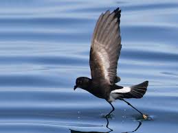 La pincoya es una sirena rubia que, según el mito, vive en los mares de la isla de chiloe en el sur de se cree que pincoya viene del quechua o del aimara en los cuales coya significa princesa. Pincoya Storm Petrel Ebird