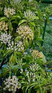 Image result for Tarenna