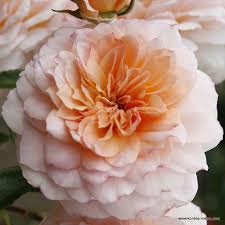 It was lovely but because there was no fragrance, i passed. 60 Kordes Roses Ideas Rose Flowers Plants