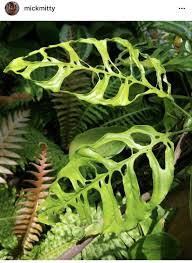 Monstera Obliqua Vs Monstera Adansonii Muggle Plants Tanaman Indoor Tanaman Bunga