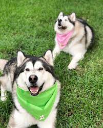 Maybe you would like to learn more about one of these? 5 Perbedaan Siberian Husky Alaskan Malamute