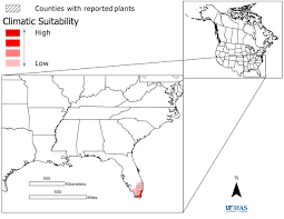 Image result for Dissotis multiflora