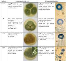 After aspergillus fumigatus, aspergillus flavus is the second most common aspergillus mold to infect humans. Morphologic Molecular And Metabolic Characterization Of Aspergillus Section Flavi In Spices Marketed In Lebanon Scientific Reports