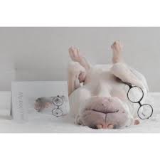 Meet Paddington Australia S Instagram Star Dog With Many Personalities