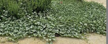 Because of its hardiness and rapid growth it makes an excellent substitute for lawn grass. Dichondra Species Kidneyweed Silver Pony S Foot Dichondra Argentea