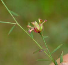 Image result for Gnidia goetzeana