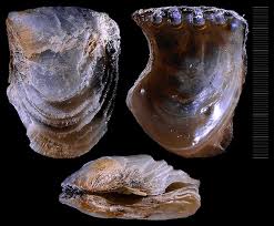 Image result for Isoglossa vulcanicola