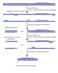 Nested Polymerase Chain Reaction Wikipedia