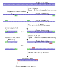 nested polymerase chain reaction wikipedia