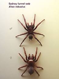 The black widow has a round. Sydney Funnel Web Spider Wikipedia