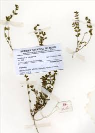 Image result for Euphorbia polycnemoides