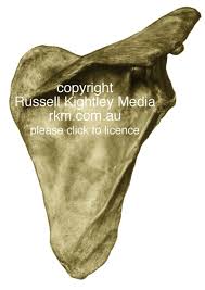 Webmd's shoulder anatomy page provides an image of the parts of the shoulder and describes its function, shoulder problems, and more. Anatomical And Medical Illustration Human Shoulder Blade Or Scapula By Russell Kightley Media