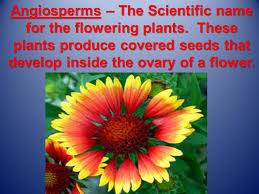 Flowering plants names with images. Angiosperms The Scientific Name For The Flowering Plants These Plants Produce Covered Seeds That Develop Inside The Ovary Of A Flower Ppt Download