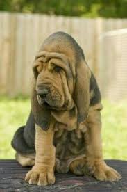 Pin By Kavalerul Rudy On Caini Bloodhound Puppies Cute Animals Puppies