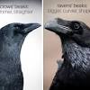How to unlock raven costume? Https Encrypted Tbn0 Gstatic Com Images Q Tbn And9gcs Pjw9j6kadlzyxvxfiegoe H9n6n3bgd9xrgjyze Usqp Cau