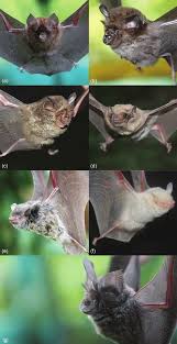 More images for philippines bat » Representative Individuals From The Four Insectivorous Bat Families Download Scientific Diagram
