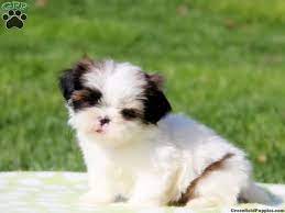 It's great with children and has been an esteemed member of the chinese royal family. Pennsylvania Gold And White Shih Tzu Puppies For Sale Google Search Shih Tzu Puppy Puppies For Sale Shih Tzu