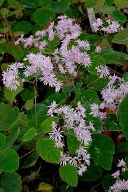 Image result for Thalictrum