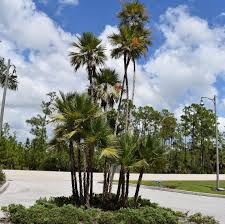 Image result for Acoelorrhaphe