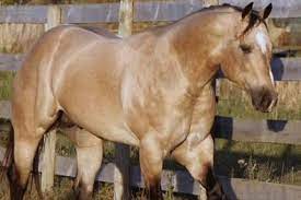 They show incredible stamina and steadiness as well. 5 Fun Facts About Buckskin Horses Cowgirl Magazine