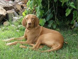 Find the perfect puppy for sale in houston, texas at next day pets. Weimaraner Vizsla Mix The Vizmaraner Cross Hubpages