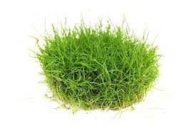 Image result for Eleocharis limosa