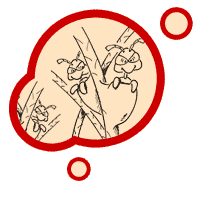 Nissen lassen sich nicht aus dem haar. Kopflaus De