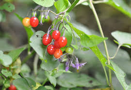 Birds Eating Berries Myth Laidback Gardener
