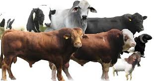 Maybe you would like to learn more about one of these? Proposal Pengajuan Daging Qurban Alawi Library