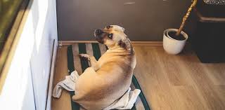 Durable orthopedic dog beds, elevated or waterproof a chew resistant dog bed along with a training program is the only way to keep the bed in one piece and your dog happy. 3 Benefits Of Buying A Chew Proof Dog Bed Rifters News Inc