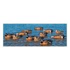 Blue Wing Teal Decoys - Six-Pack Avian-X