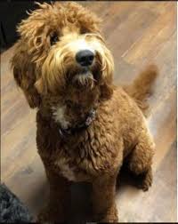 Maybe you would like to learn more about one of these? The Shepadoodle