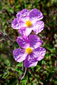 Image result for Criscianthus