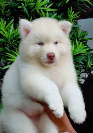 Welcome to Husky Bloodlines PH. Post photos and format below.  #HuskyBloodlinesPH Name of Husky (gender) Sire (class) x Dam (class)  Location #HuskyBloodlinesPH Gohan of SkyHighTV (m) Mozco of Ingking Thai  Islandborn x