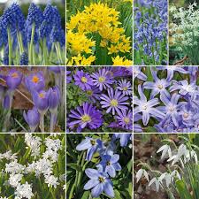 We did not find results for: Colorful Carpet Mixture White Flower Farm