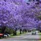 Grafton Jacaranda Festival 2025 event image