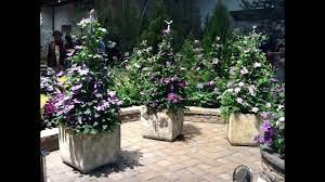 Transplanting the clematis when you buy your lovely clematis, you should place the whole nursery pot in a bucket of water for 20 minutes. Selecting Clematis For Planters Pots And Containers Youtube